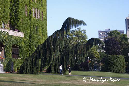 Unusual trees (Weeping Sequoias (Sequoiadendron gigantea pendula)) outside of the Empress Hotel, Victoria, BC