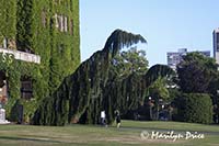 Unusual trees (Weeping Sequoias (Sequoiadendron gigantea pendula)) outside of the Empress Hotel, Victoria, BC