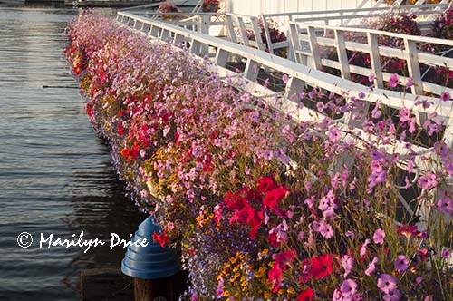 Flower baskets decorate the entrance to the Underwater Gardens, Victoria, BC