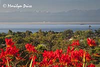 Montbretia, Olympic Mountains, and Straits of Juan de Fuca from the grounds of Government House, Victoria, BC