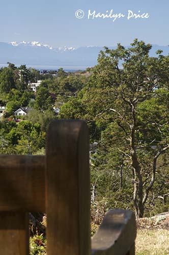 Olympic Mountains and Straits of Juan de Fuca from a bench on the grounds of Government House, Victoria, BC