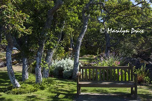 Bench and gardens, Terrace section of the grounds of Government House, Victoria, BC
