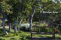 Bench and gardens, Terrace section of the grounds of Government House, Victoria, BC