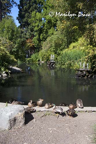 Ducks and fountain, Government House, Victoria, BC