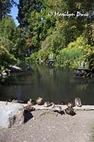 Ducks and fountain, Government House, Victoria, BC