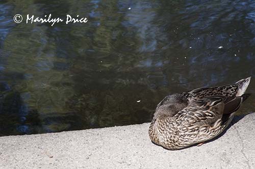 Sleeping duck, Government House, Victoria, BC