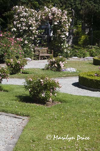 Rose Garden, Government House, Victoria, BC