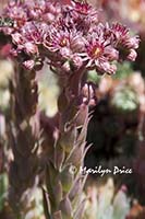 Sedum, Government House, Victoria, BC