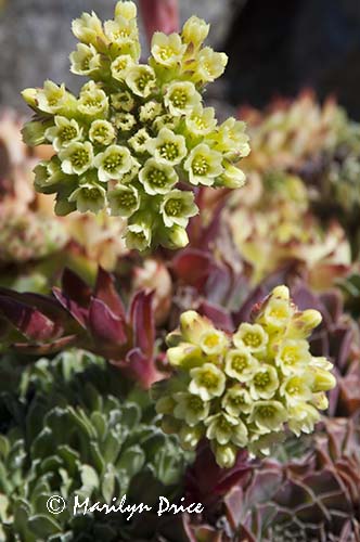 Sedum, Government House, Victoria, BC
