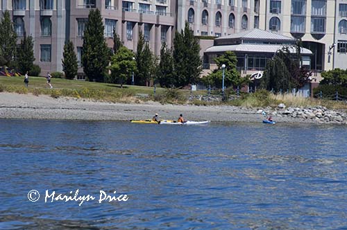 Kayakers, Inner Harbor, Victoia, BC