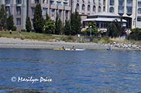 Kayakers, Inner Harbor, Victoria, BC