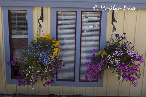 Windows and flower baskets on a houseboat, Fisherman's Wharf, Victoia, BC