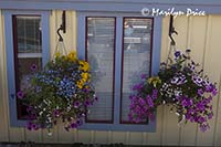 Windows and flower baskets on a houseboat, Fisherman's Wharf, Victoria, BC