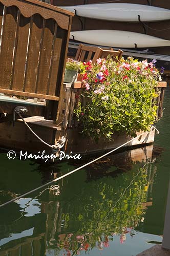 Sweetpeas and reflections, a houseboat, Fisherman's Wharf, Victoia, BC