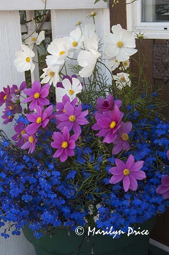 Cosmos and lobelia, Fisherman's Wharf, Victoia, BC