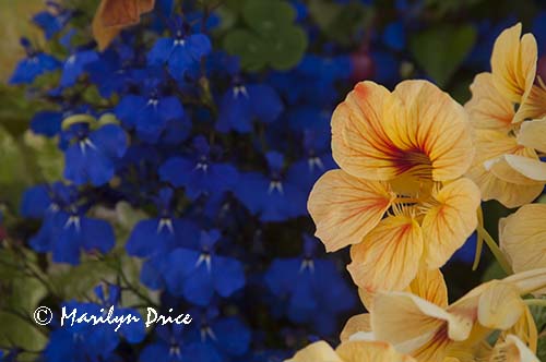 Nasturtiums and lobelia, Fisherman's Wharf, Victoia, BC