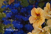Nasturtiums and lobelia, Fisherman's Wharf, Victoria, BC