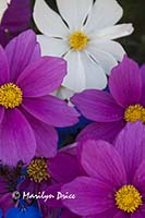 Cosmos, Fisherman's Wharf, Victoria, BC