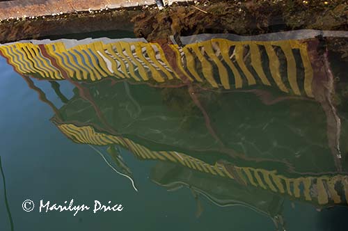 Reflections, Fisherman's Wharf, Victoia, BC