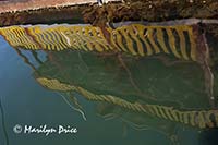 Reflections, Fisherman's Wharf, Victoria, BC