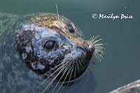 Harbor seal, Fisherman's Wharf, Victoria, BC