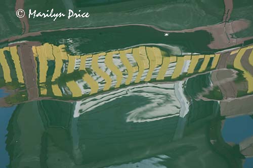 Reflections, Fisherman's Wharf, Victoia, BC