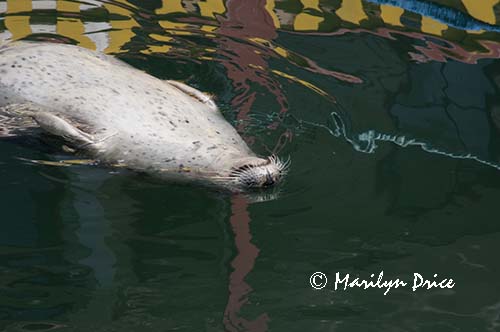 Harbor seal, Fisherman's Wharf, Victoia, BC