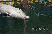 Harbor seal, Fisherman's Wharf, Victoria, BC