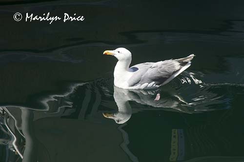 Seagull, Fisherman's Wharf, Victoia, BC