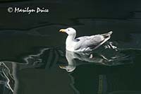 Seagull, Fisherman's Wharf, Victoria, BC