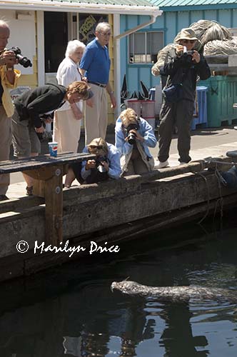 Photographers shoot harbor seal, Fisherman's Wharf, Victoia, BC