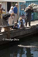 Photographers shoot harbor seal, Fisherman's Wharf, Victoria, BC