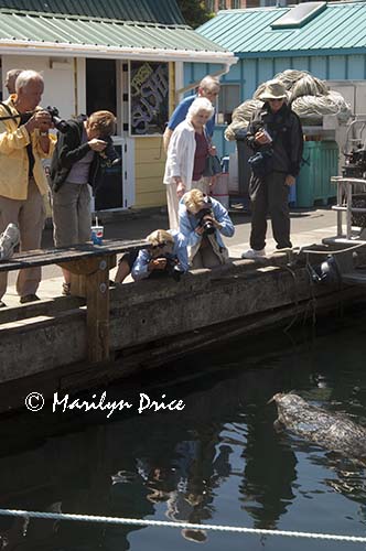 Photographers shoot harbor seal, Fisherman's Wharf, Victoia, BC