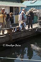 Photographers shoot harbor seal, Fisherman's Wharf, Victoria, BC