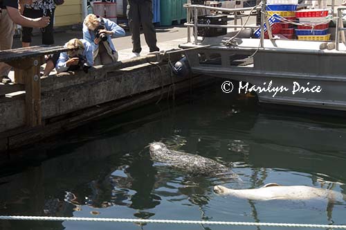 Photographers shoot harbor seal, Fisherman's Wharf, Victoia, BC