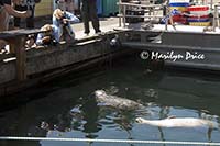 Photographers shoot harbor seal, Fisherman's Wharf, Victoria, BC