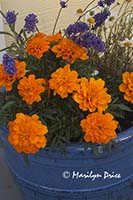 Marigolds in a blue pot, Fisherman's Wharf, Victoria, BC