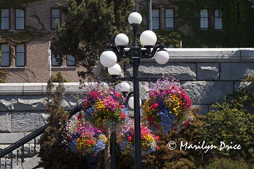 Lampposts and flowerbaskets, Victoria, BC