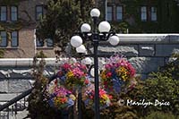 Lampposts and flowerbaskets, Victoria, BC