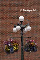 Lamppost and flowerbaskets, Victoria, BC
