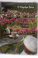 Ready for a tea break after gardening, Garden House of private garden, Butchart Gardens, Victoria, BC