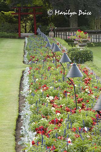 Flowerbeds and lights, Butchart Gardens, Victoria, BC