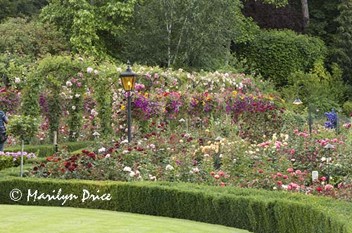 Arbor, Rose Garden, Butchart Gardens, Victoria, BC