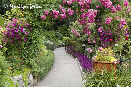 Path through the Rose Garden, Butchart Gardens, Victoria, BC