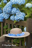Hydrangea and hat, grounds of Government House, Victoria, BC