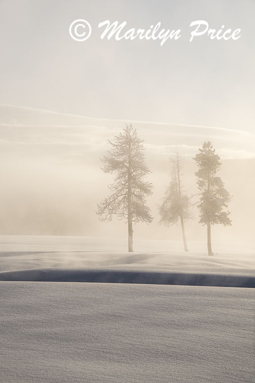Misty trees, Terrace Spring thermal area, Yellowstone National Park, WY