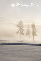 Misty trees, Terrace Spring thermal area, Yellowstone National Park, WY