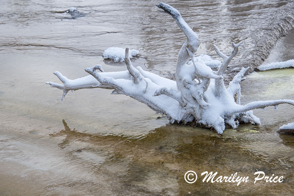 Snow covered tree stump in the runoff from Fountain Paint Pots, Yellowstone National Park, WY