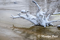 Snow covered tree stump in the runoff from Fountain Paint Pots, Yellowstone National Park, WY