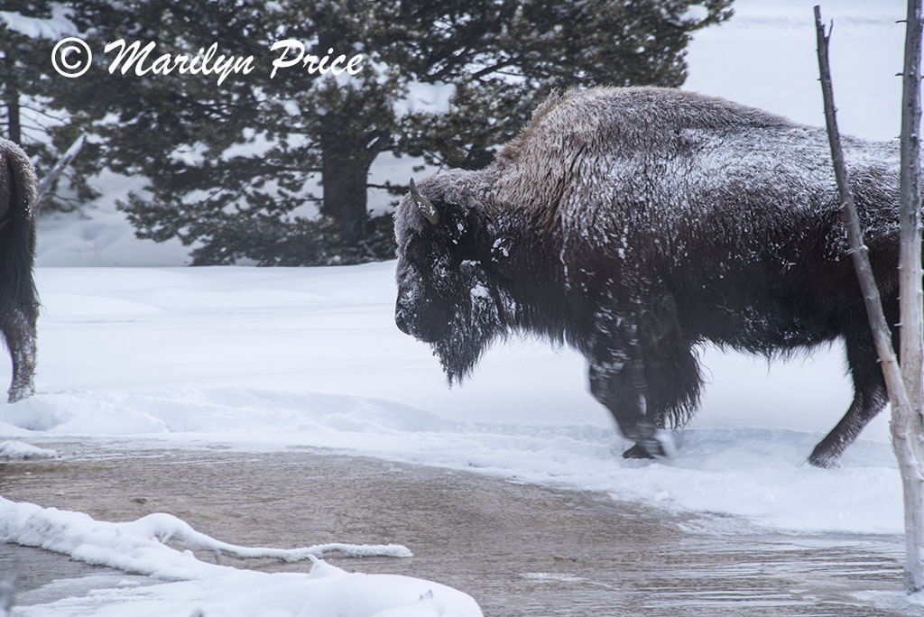 Bison making their way through Fountain Paint Pots, Yellowstone National Park, WY